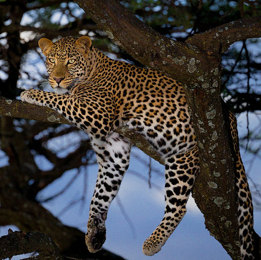How To Draw A Leopard