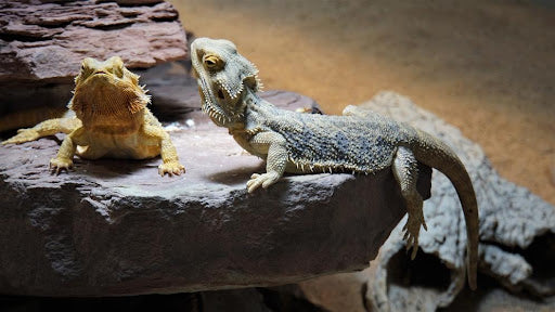 Can Bearded Dragons Eat Alfalfa Sprouts?