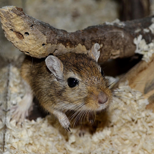 Can Gerbils Eat Broccoli?