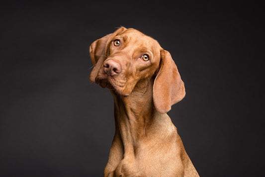 Brown Dog