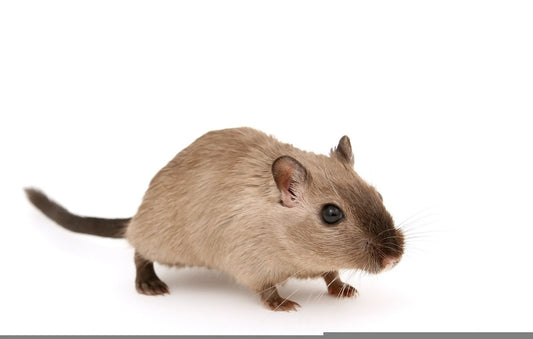 Can Gerbils Eat Bird Seeds?