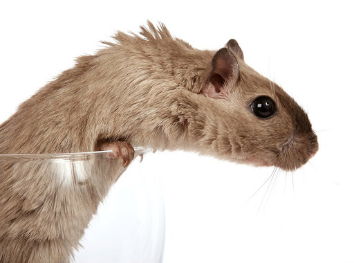 Can Gerbils Eat Bell Peppers?