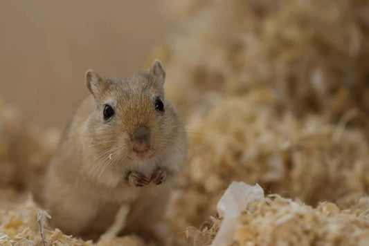 Can Gerbils Eat Avocados