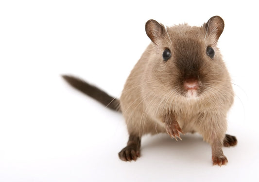 Can Gerbils Eat Cherries?