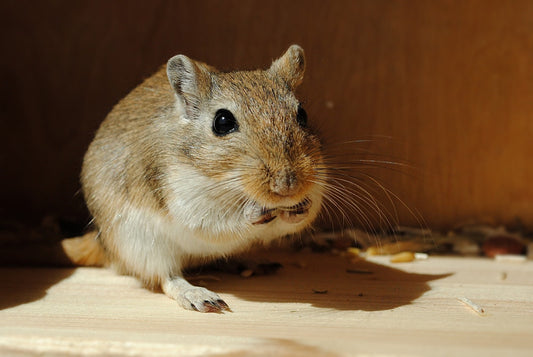 Can Gerbils Eat Bananas?