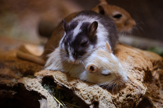Can Gerbils Eat Chocolate?