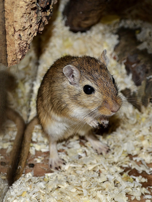 Can Gerbils Eat Cauliflower?