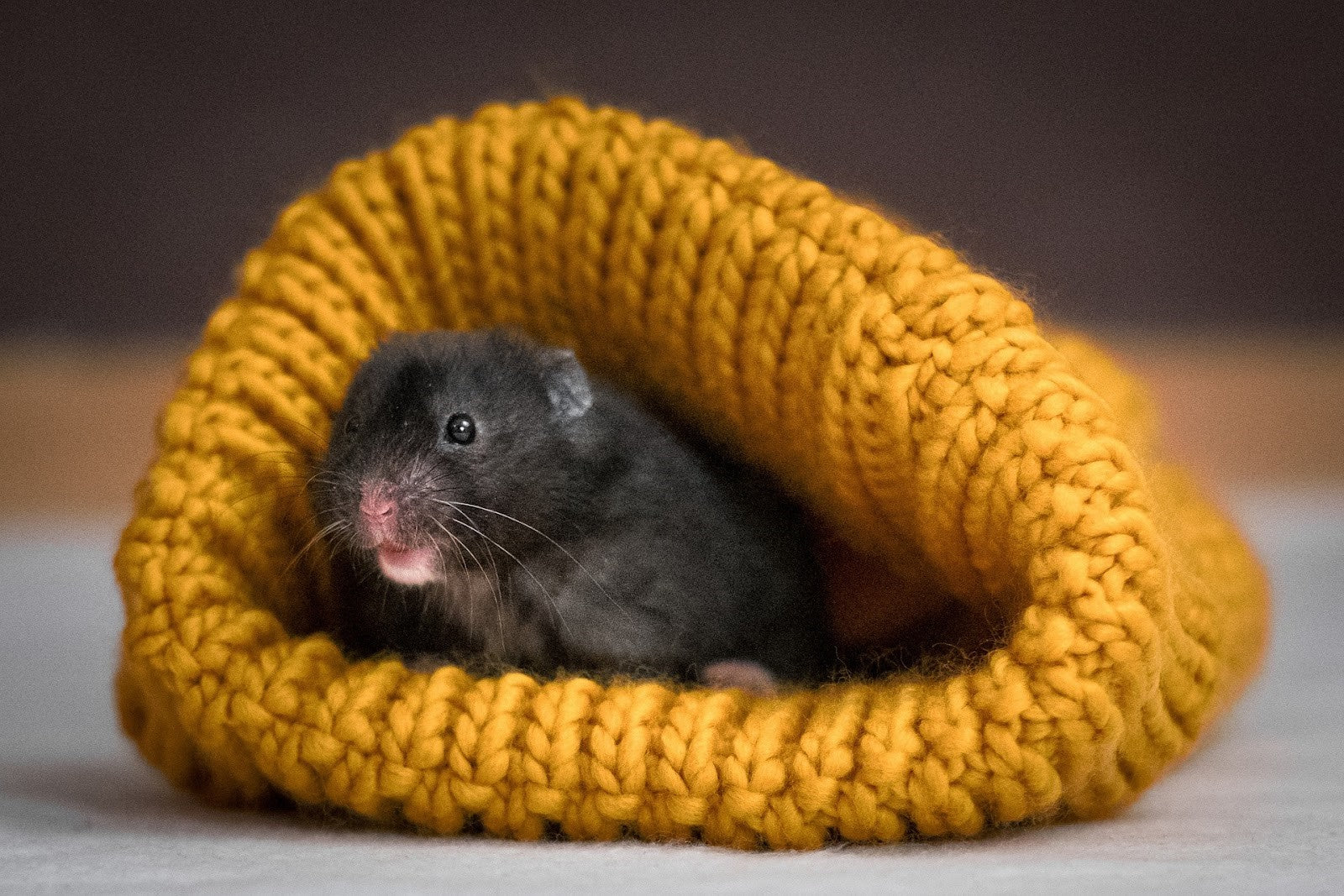 Can Hamsters Eat Ice Cream? Shrewdnia