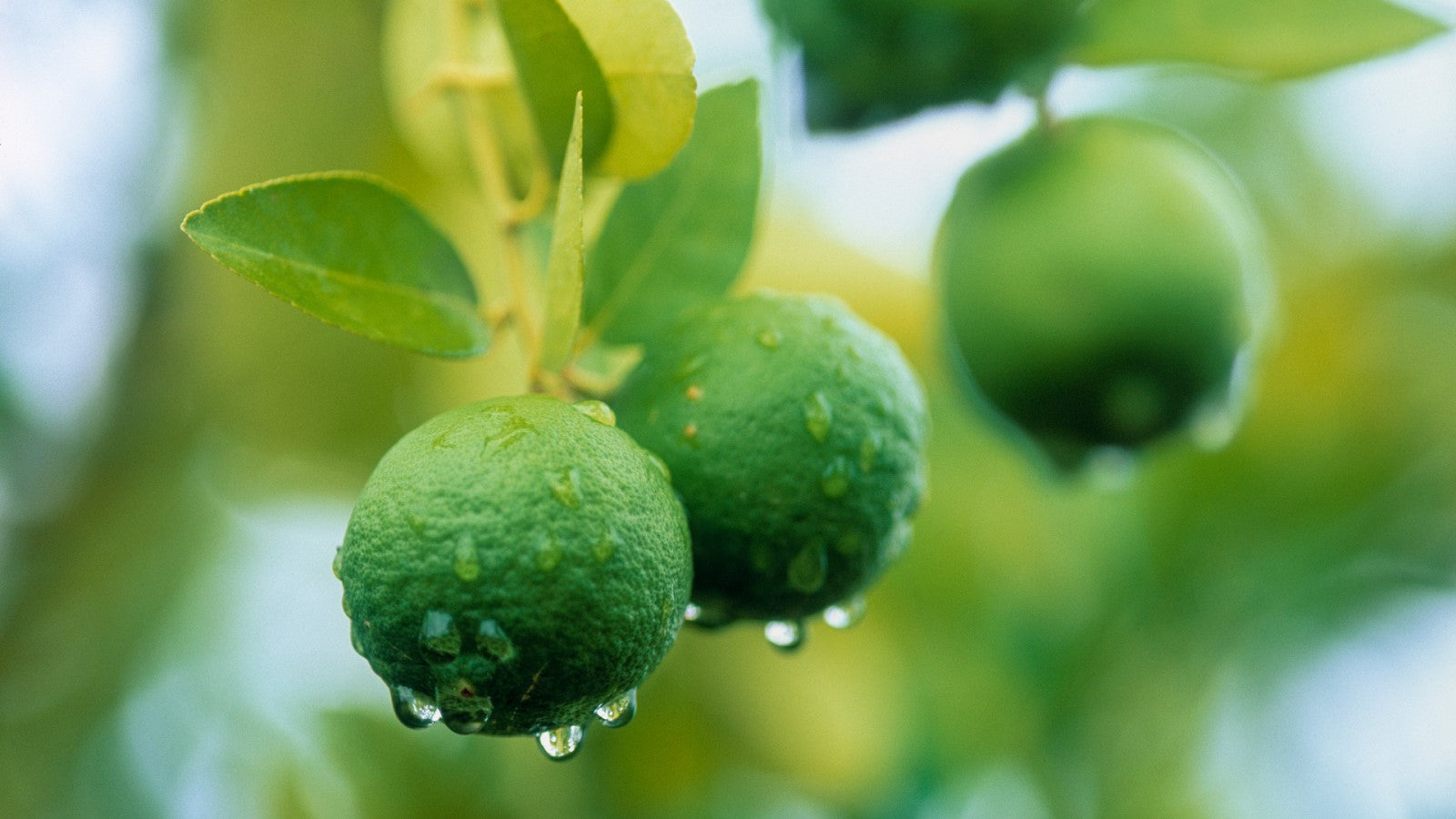 Can Guinea Pigs Eat Limes? Shrewdnia