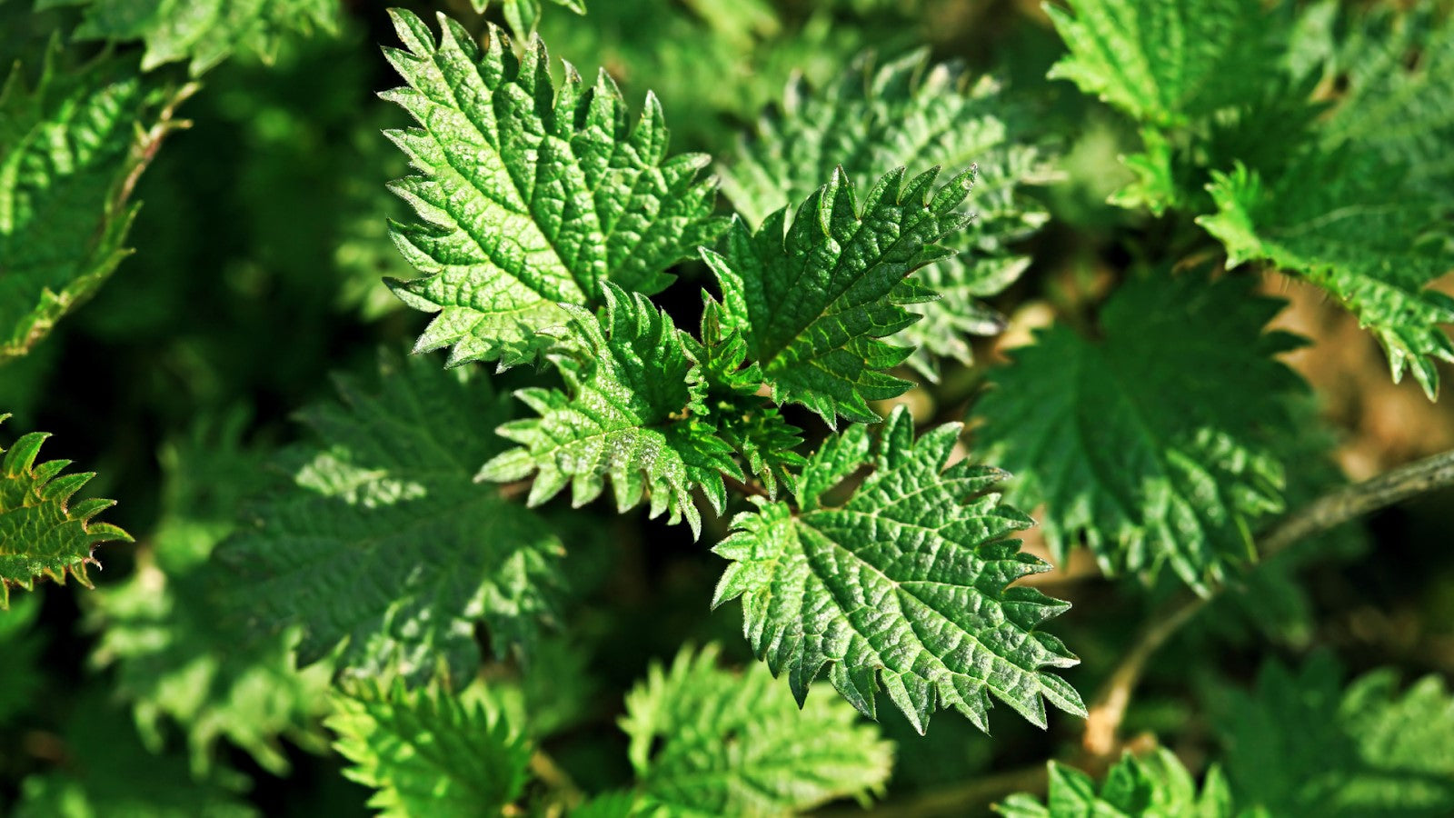 Can Guinea Pigs Eat Nettles Shrewdnia