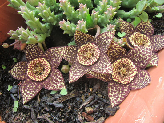 What Does The Starfish Flower Smell Like?