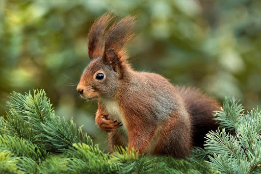 Can Squirrels eat Apricots?