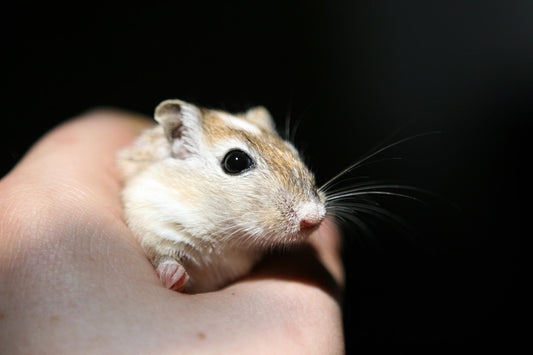 Can Gerbils Eat Ants?