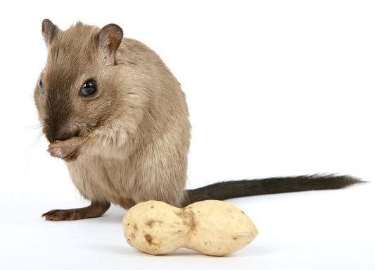 Can Squirrels Eat Gerbil Food?