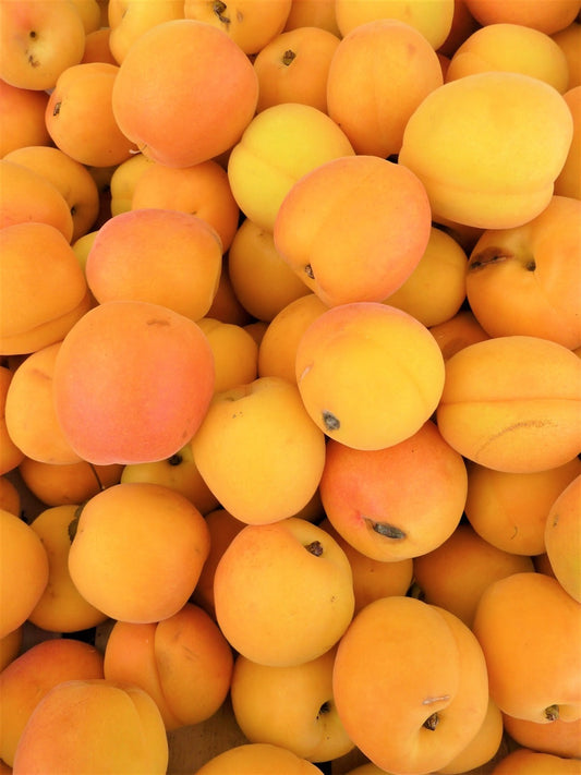 Can Gerbils Eat Apricots?