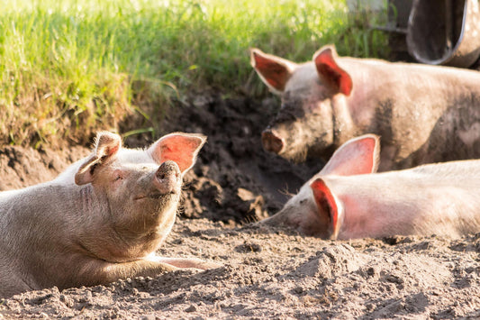 Can Pigs Eat Arugula?