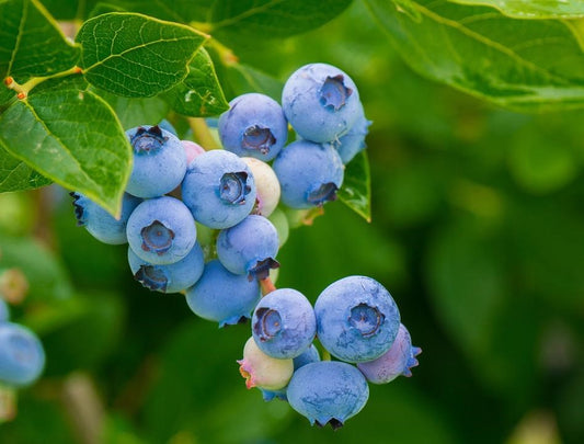 Can Squirrels Eat Blueberries?