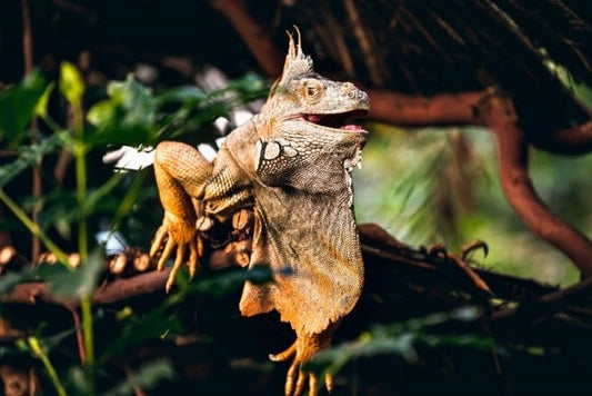 Can Bearded Dragon Eat Arugula?