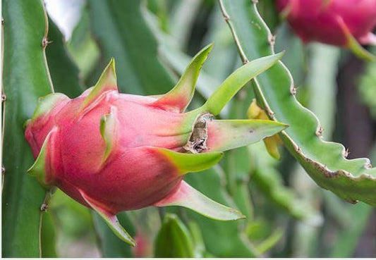 Can Chickens Eat Dragon Fruit?