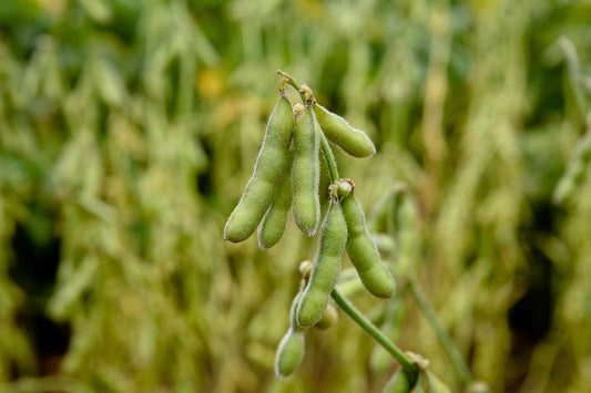 Can Gerbils Eat Edamame?