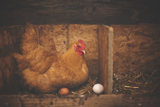 Can Gerbils Eat Eggs?