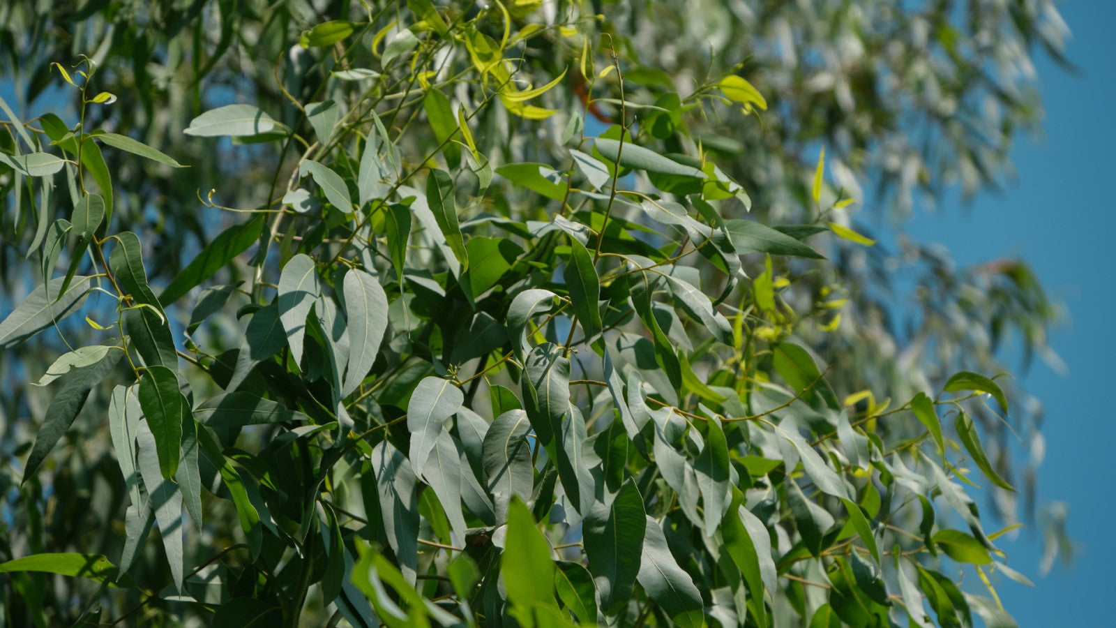 Can Guinea Pigs Eat Eucalyptus Leaves? Shrewdnia