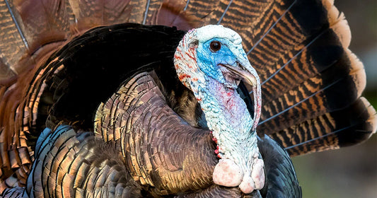 How To Draw A Turkey