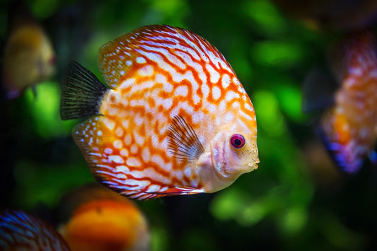 Can Gerbils Eat Fish?