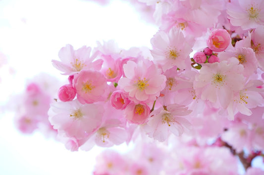 Can Gerbils Eat Flowers?