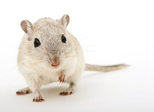 Can Gerbils Eat Brussel Sprouts?