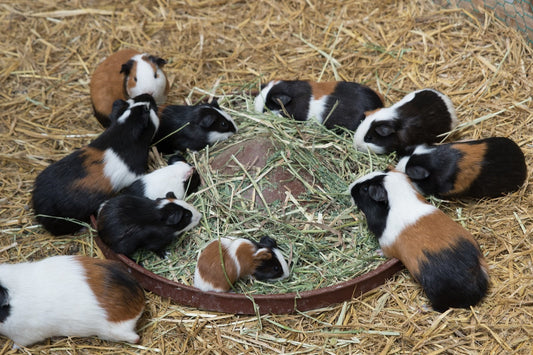 Can Gerbils Eat Guinea Pig Foods