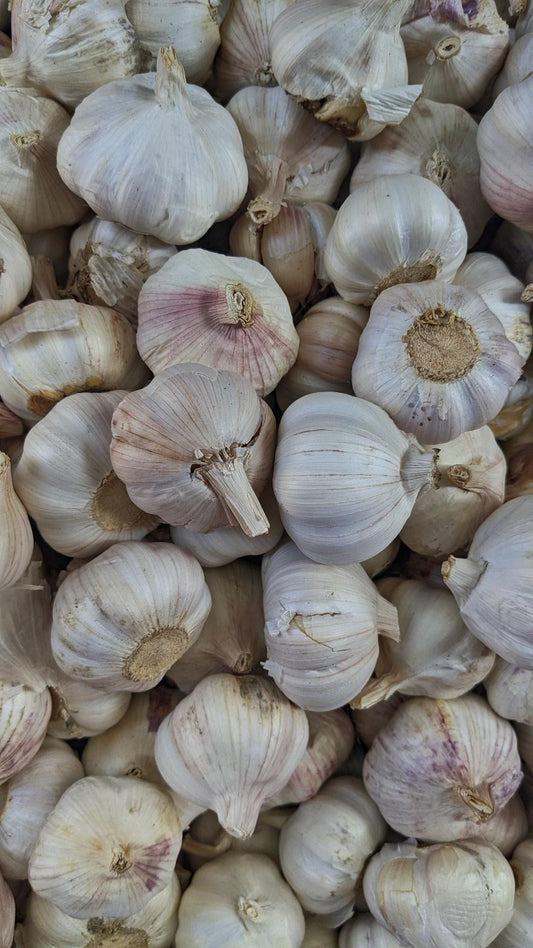 Can Chickens Eat Garlic?