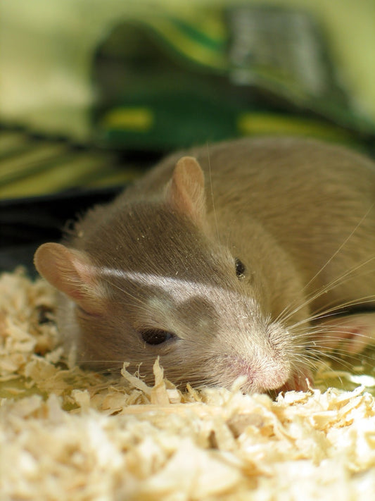 Can Gerbils Eat Chickens?