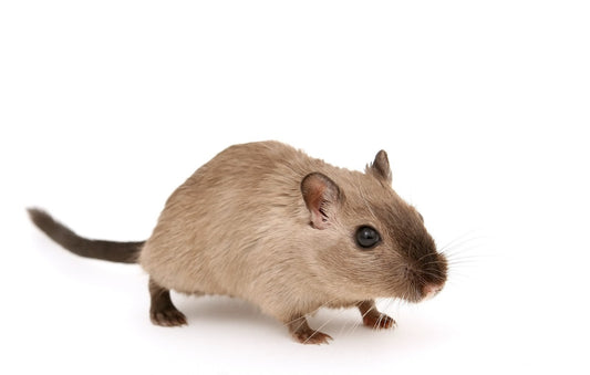 Can Gerbils Eat Asparagus?