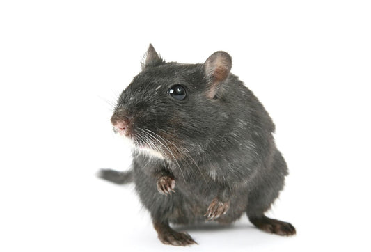 Can Gerbils Eat Bread?