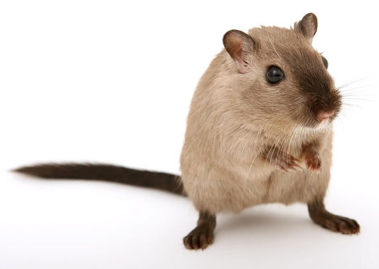 Can Gerbils Eat Celery?
