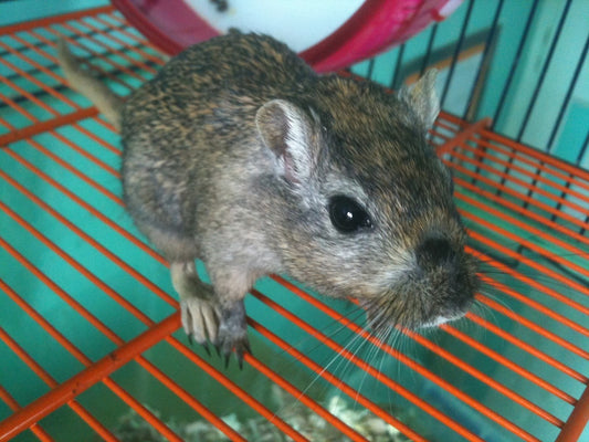 Can Gerbils Eat Cantaloupe?