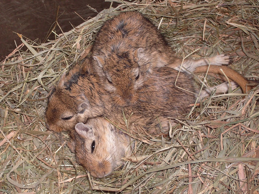 Can Gerbils Eat Cucumbers?