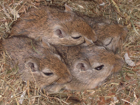 Can Gerbils Eat Cabbage?