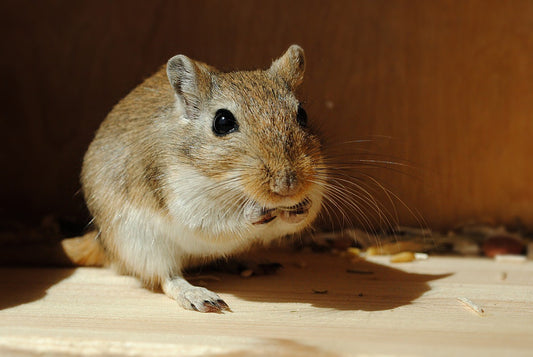 Can Gerbils Eat Almonds?