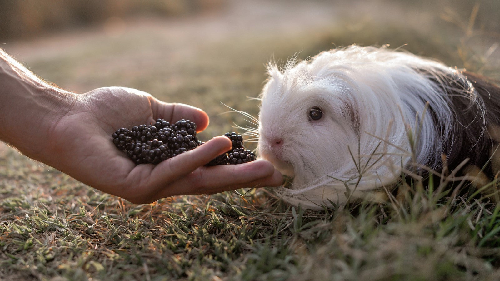 Can Guinea Pigs Eat Blackberries Shrewdnia