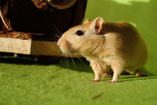 Can Gerbils Eat Blueberries?