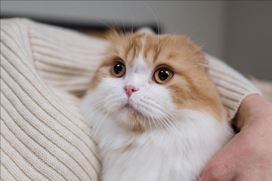 Can Cats Eat Avocados?