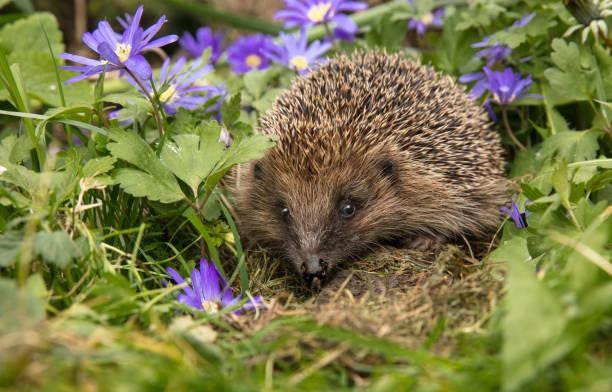 Can Hedgehogs Eat Fish?