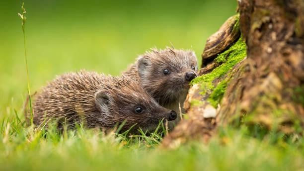 Can Hedgehogs Eat French Fries?