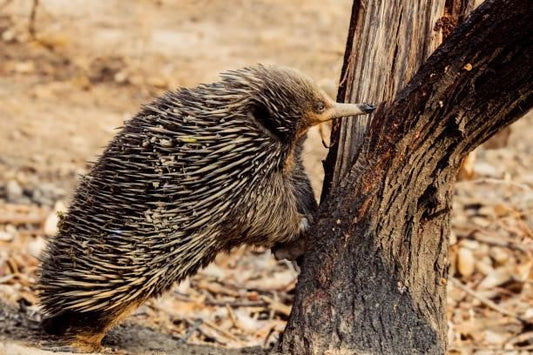 Can Hedgehogs Eat Ants?