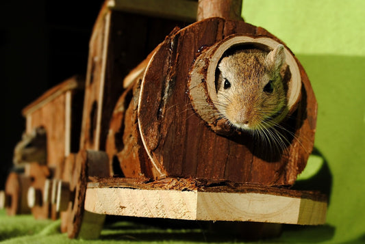 Can Gerbils Eat Carrots?