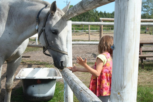 Can Horses Eat Lettuce?
