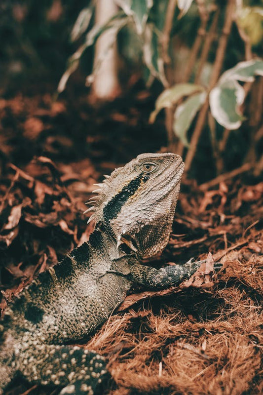 Can Bearded Dragons Eat Apples?