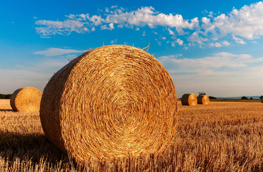 Can Gerbils Eat Hay?